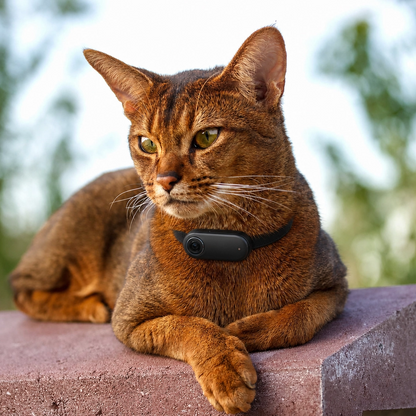 Pet Collar Camera (Copy)
